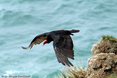 Truthahngeier (7 von 14).jpg